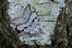 David Plant Photography - Wildlife Photography - Treble-bar - C